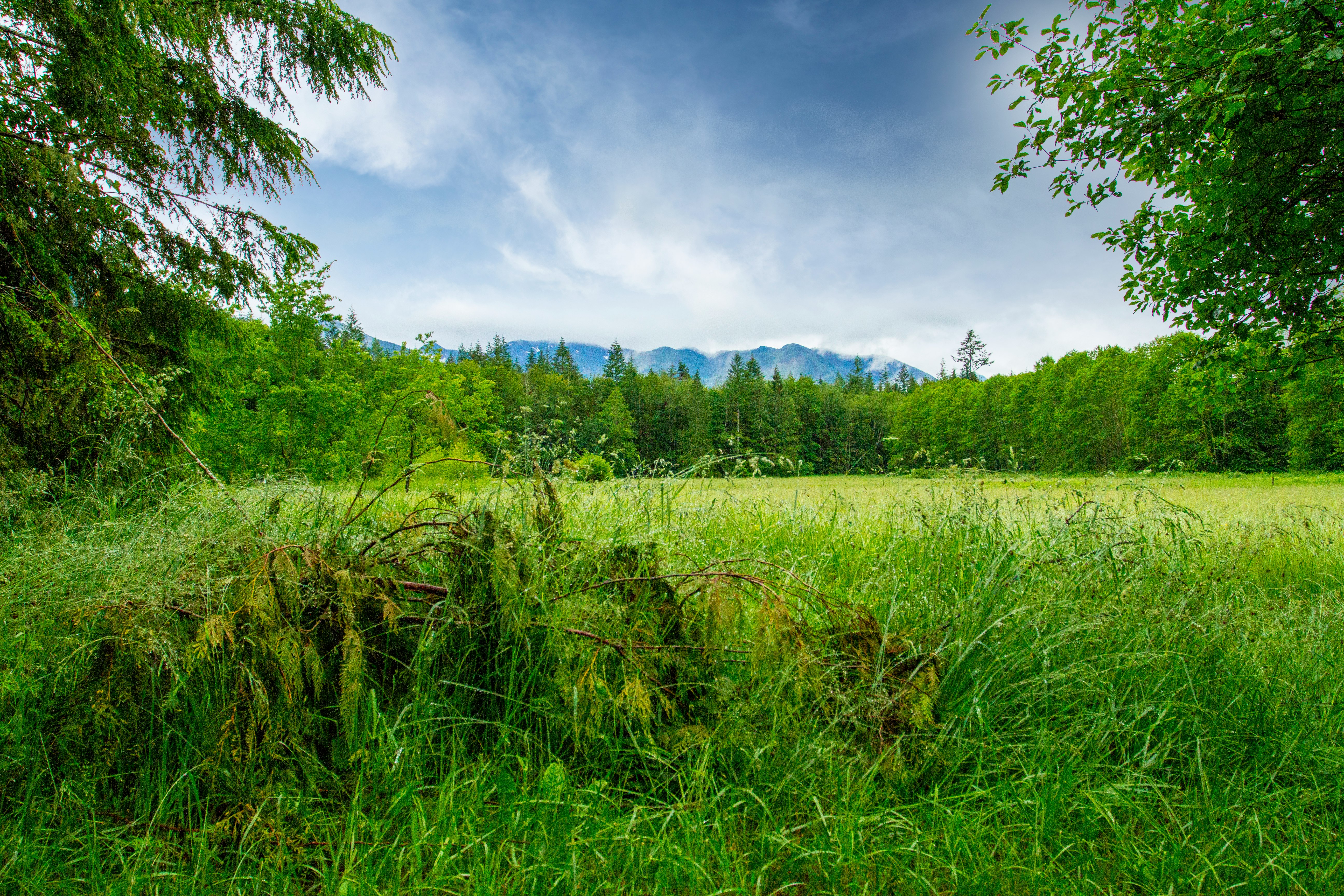 green grass field near trees at daytime